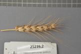 Click for 1 image(s) for this accession. Spike